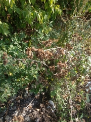 Arctium tomentosum