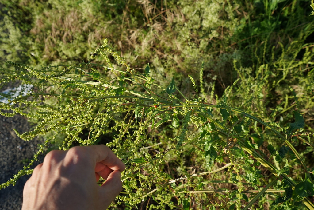 Beta vulgaris