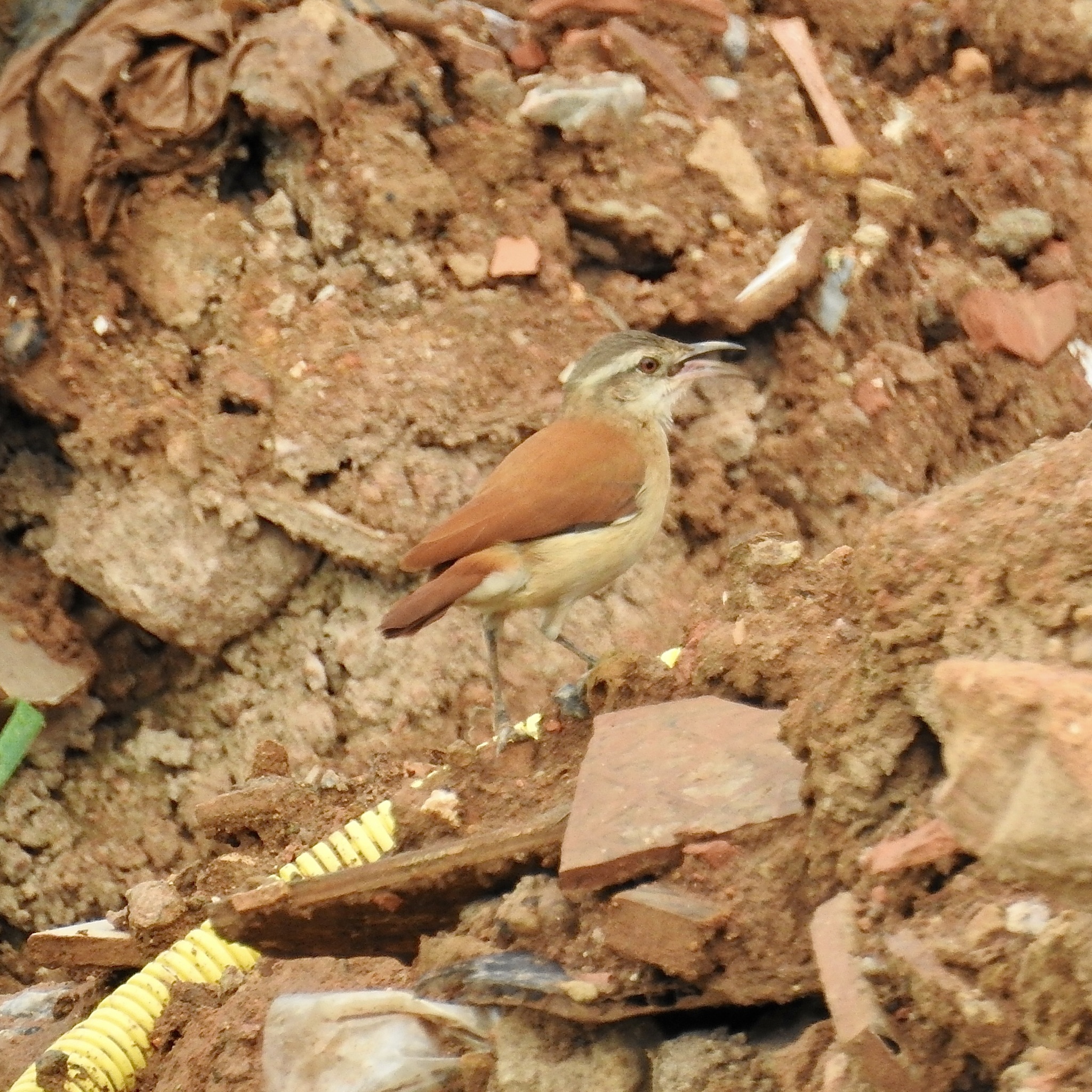 Lesser Hornero (Furnarius minor), photo 2