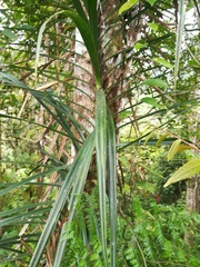 Pandanaceae
