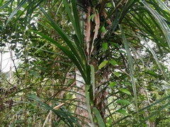 Pandanaceae