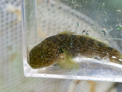 Shortspine goby (Tridentiger brevispinis) — Gobiidae — 2