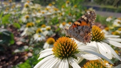 Vanessa cardui