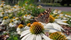 Vanessa cardui