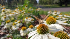 Vanessa cardui