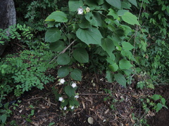 Polystemma guatemalense