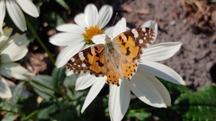 Vanessa cardui
