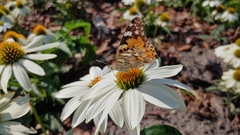 Vanessa cardui