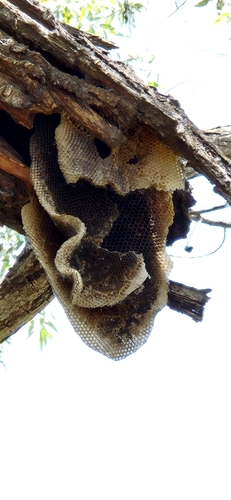 iNaturalist observation photo of Western Honey Bee
