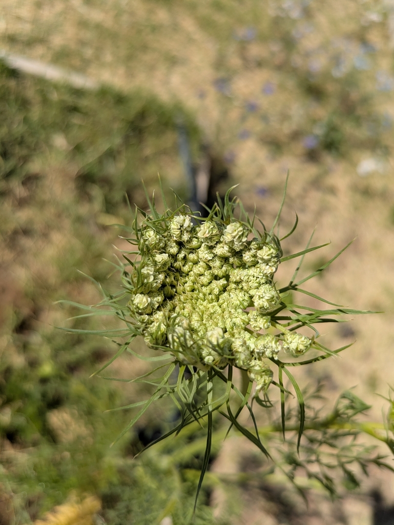 Daucus carota