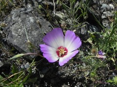 Clarkia gracilis albicaulis