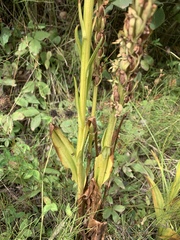 Platanthera huronensis