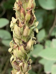 Platanthera huronensis