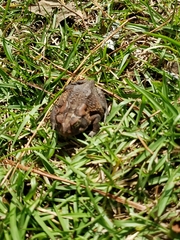 Anaxyrus terrestris