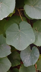 Vitis coignetiae