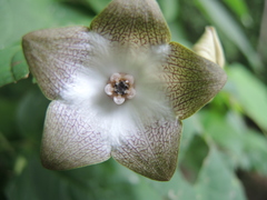 Polystemma guatemalense