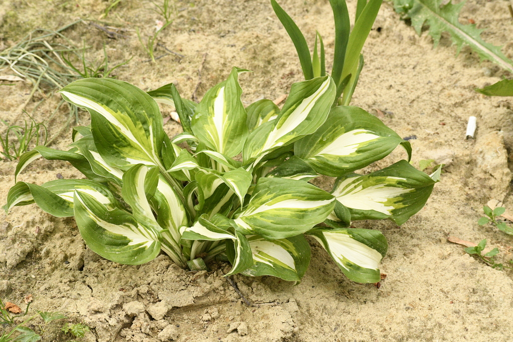 Hosta