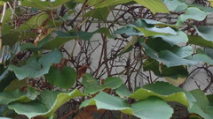 Vitis coignetiae