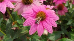 Apis mellifera