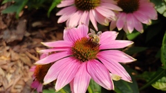 Apis mellifera