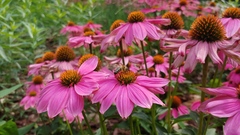 Apis mellifera