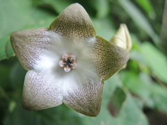 Polystemma guatemalense