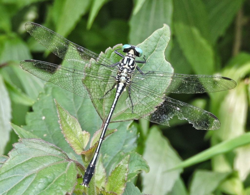 Shivalik Clubtail