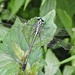 Shivalik Clubtail - Photo (c) Subhajit Roy, some rights reserved (CC BY-NC-ND), uploaded by Subhajit Roy