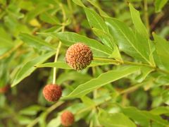 Cephalanthus salicifolius