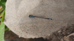 Ischnura elegans