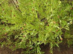 Cephalanthus salicifolius