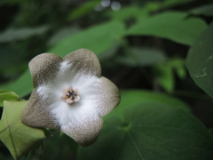 Polystemma guatemalense