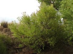 Cephalanthus salicifolius