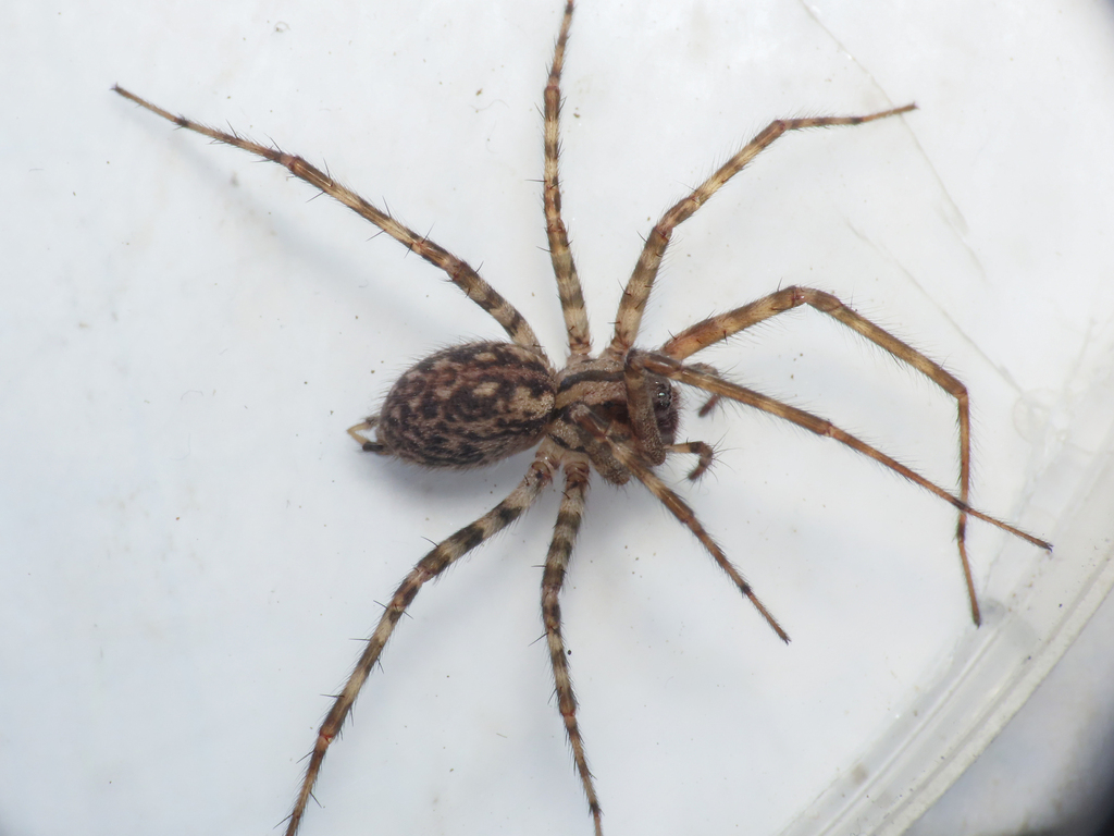 Tegenaria hasperi
