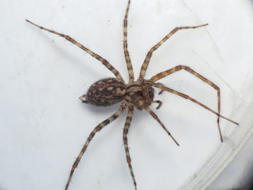 Tegenaria hasperi