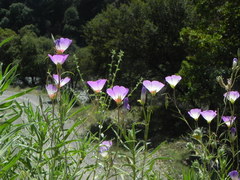 Clarkia gracilis albicaulis