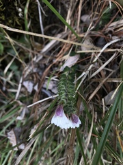 Euphrasia transmorrisonensis