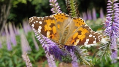 Vanessa cardui