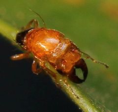 Otitesella