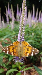 Vanessa cardui