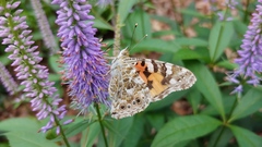 Vanessa cardui