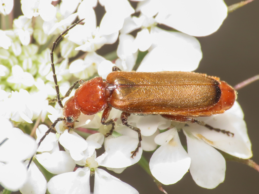 Rhagonycha chlorotica