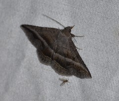 Lesmone griseipennis