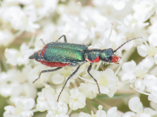 Clanoptilus sardous