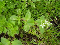 Liriomyza chenopodii