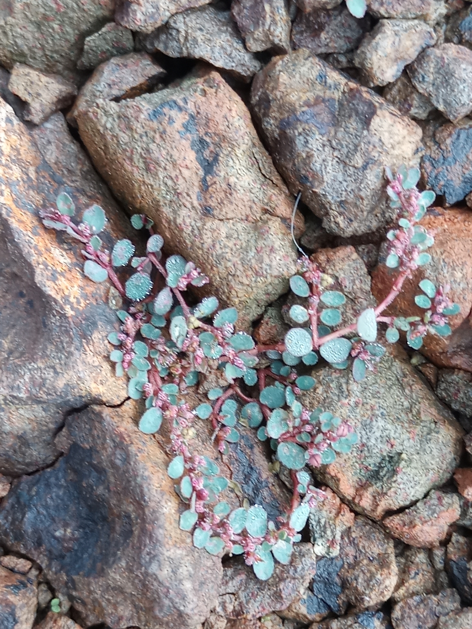 Euphorbia prostrata
