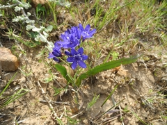 Codonorhiza elandsmontana