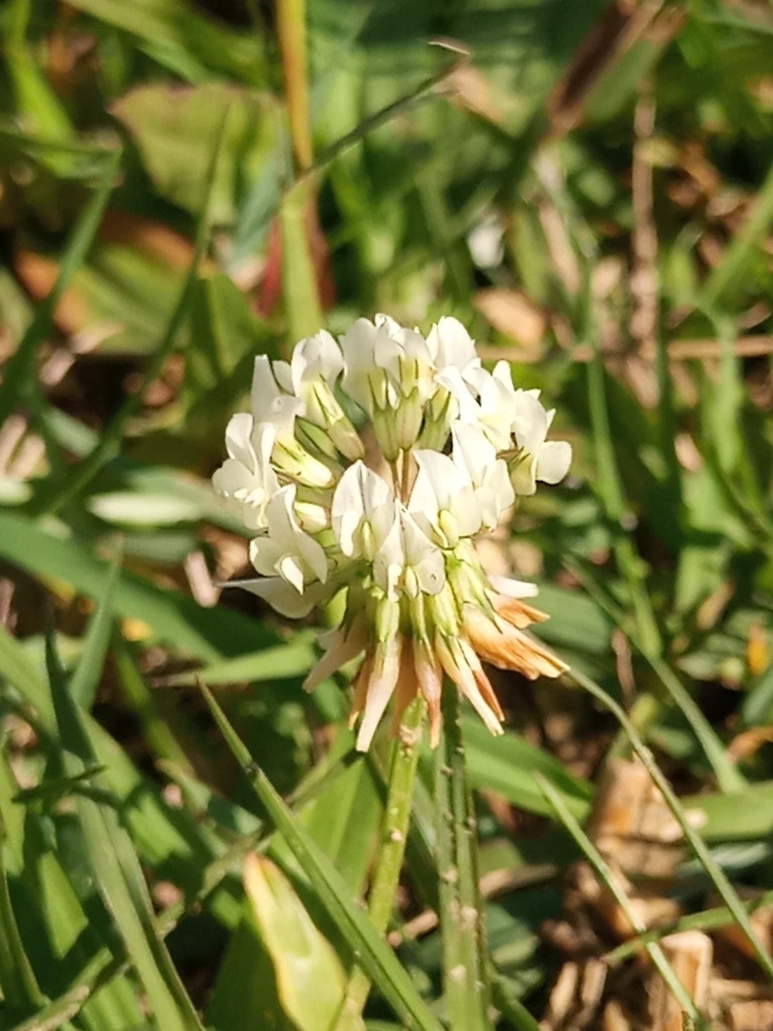 Trifolium repens