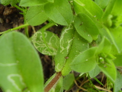 Liriomyza chenopodii