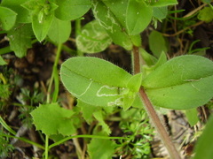 Liriomyza chenopodii